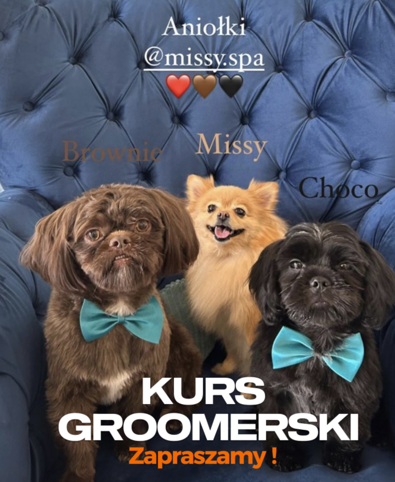 kurs_groomerski